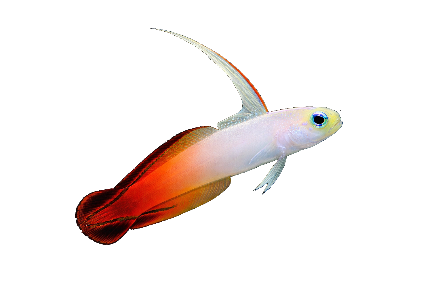 Goby Firefish