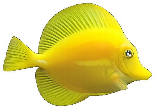 Yellow Tang